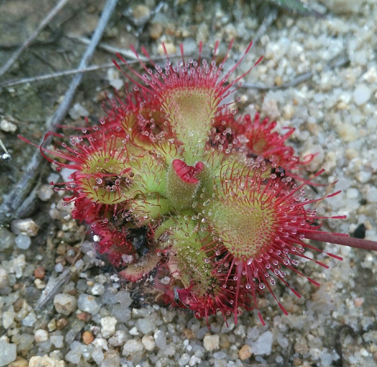 世界十大食肉植物