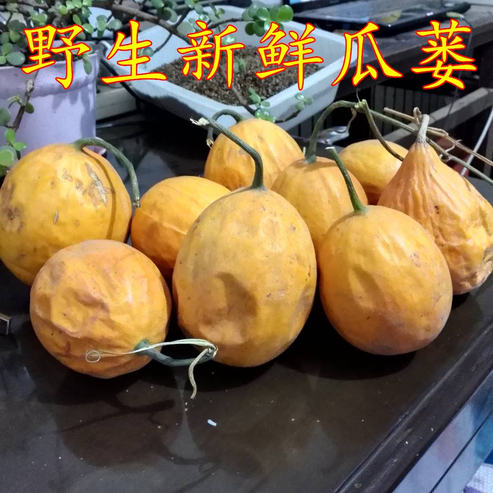 瓜蒌叶子似丝瓜,别名栝楼,糖瓜蒌,蒌瓜,马普蛋,全株是宝