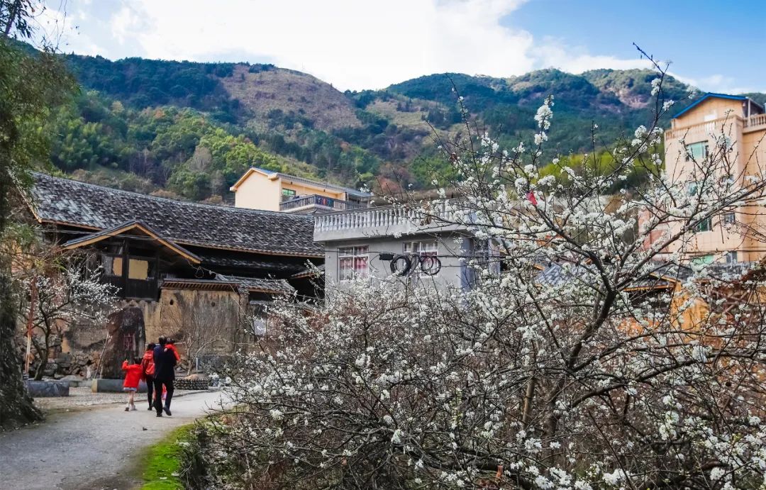 福安潭头:康源之李,花儿正妍风和日丽,年味正浓