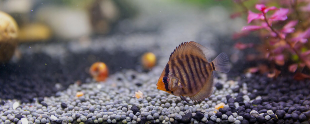 天使魚和彩裙魚的區別是什麼?