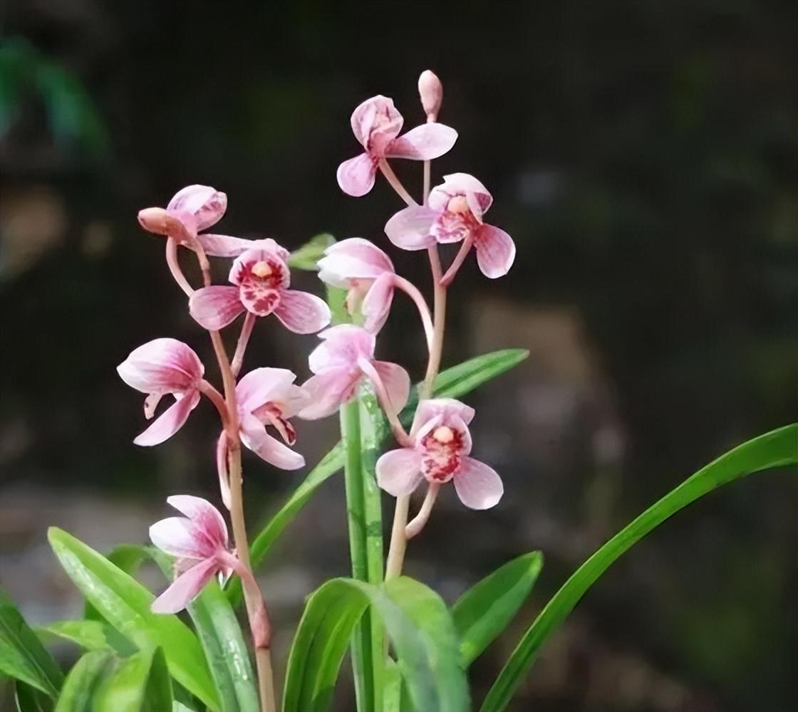 四季兰名花——东方红荷,花型正格,花色水红,香气轻松飘满园