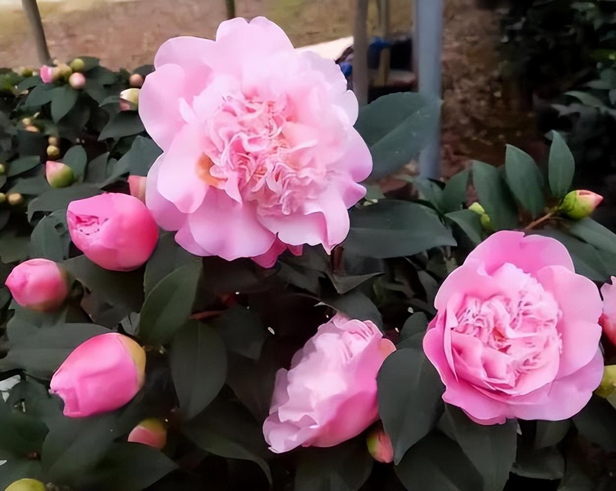 花卉界的"香香公主",抗旱耐寒,花期长,花开艳丽,适合新手