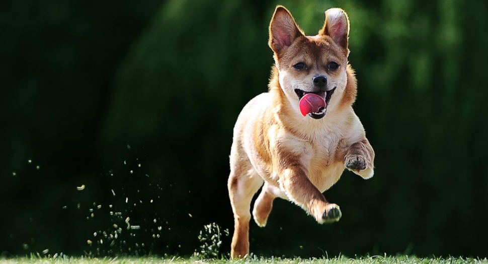 狗狗突然兴奋地跑来跑去是怎么回事?