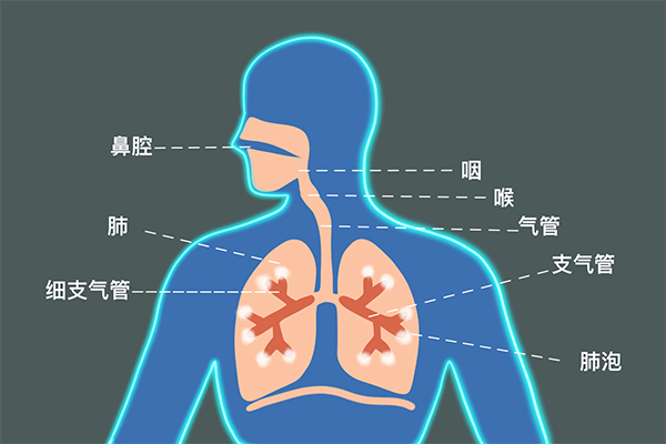 外界空气经过呼吸道的过滤,湿润,温暖最终运送到肺.