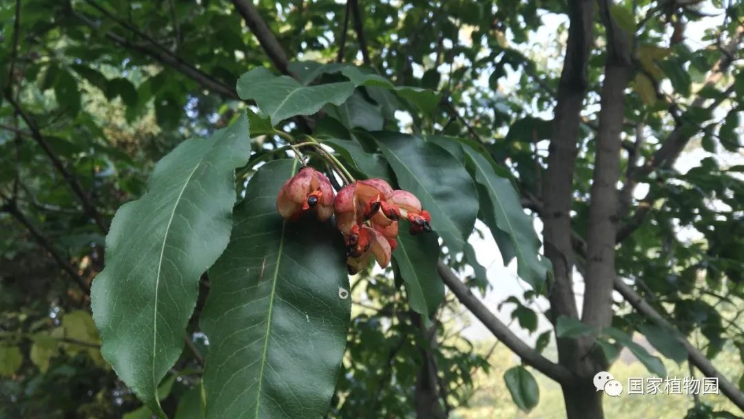 深秋之火——大花卫矛