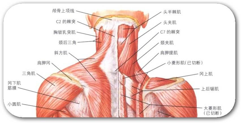 颈部带状肌解剖图图片
