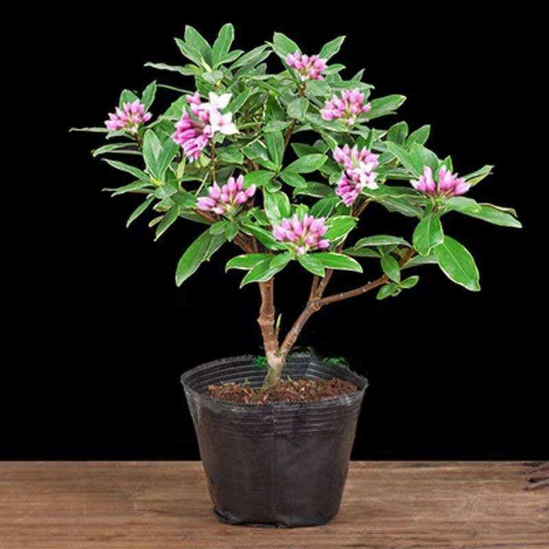 养盆金边瑞香,开花有香味,绿叶带金边,好养护,能观叶能赏花