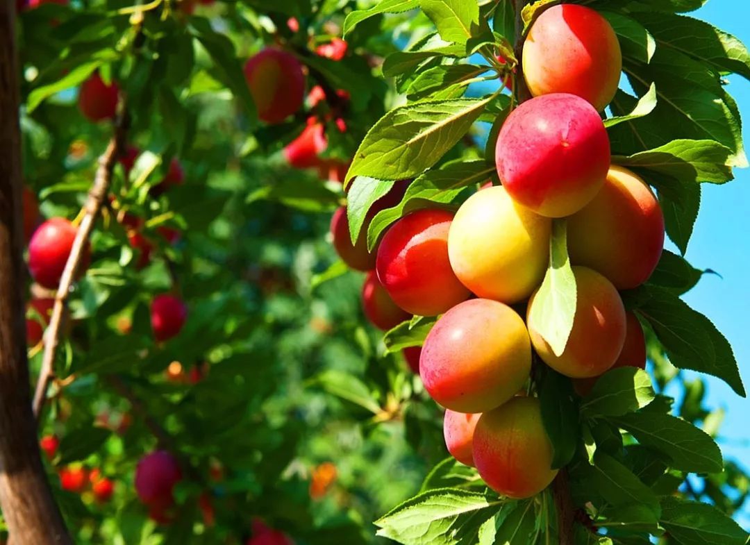 女性担心老太快,要多吃三种食物,美容养颜,提高免疫力!