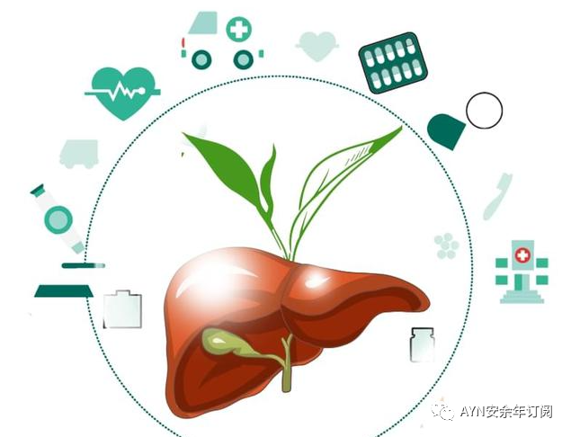 护肝~
