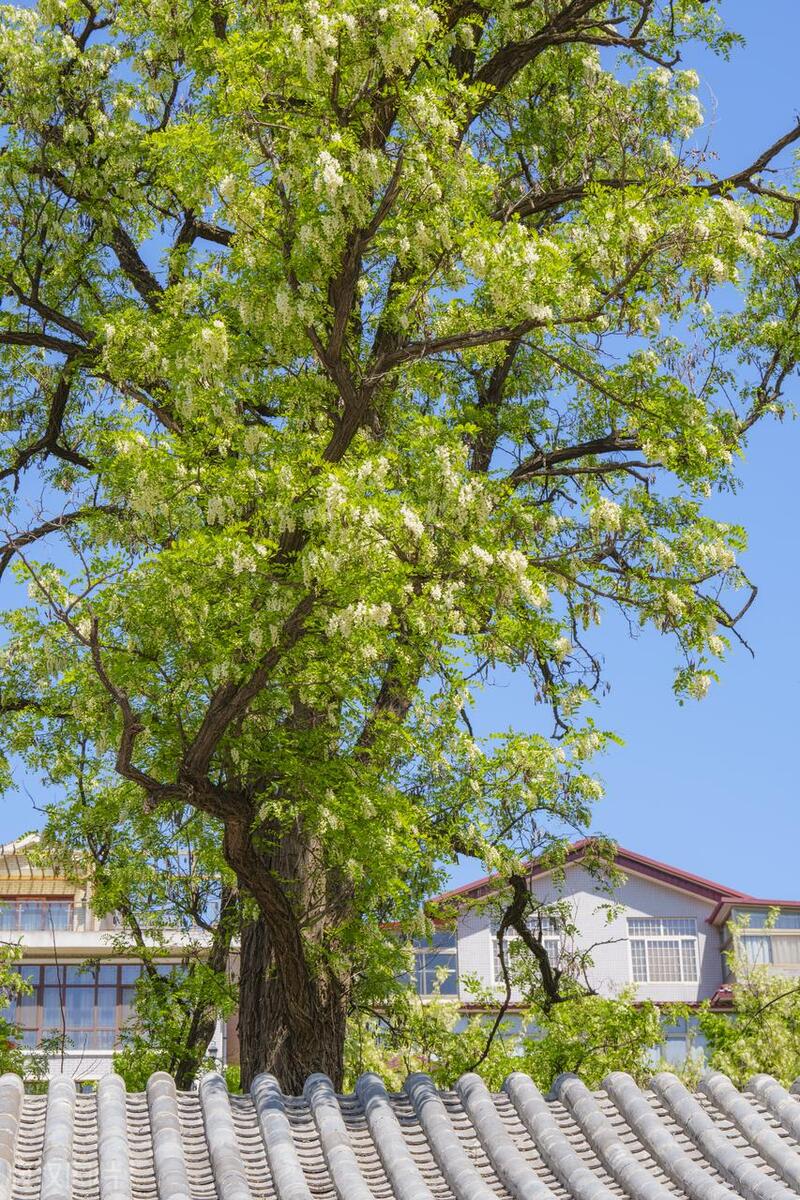 "阴树种进家,家里灾祸多"!哪些树是"阴树"?千万别种错了!