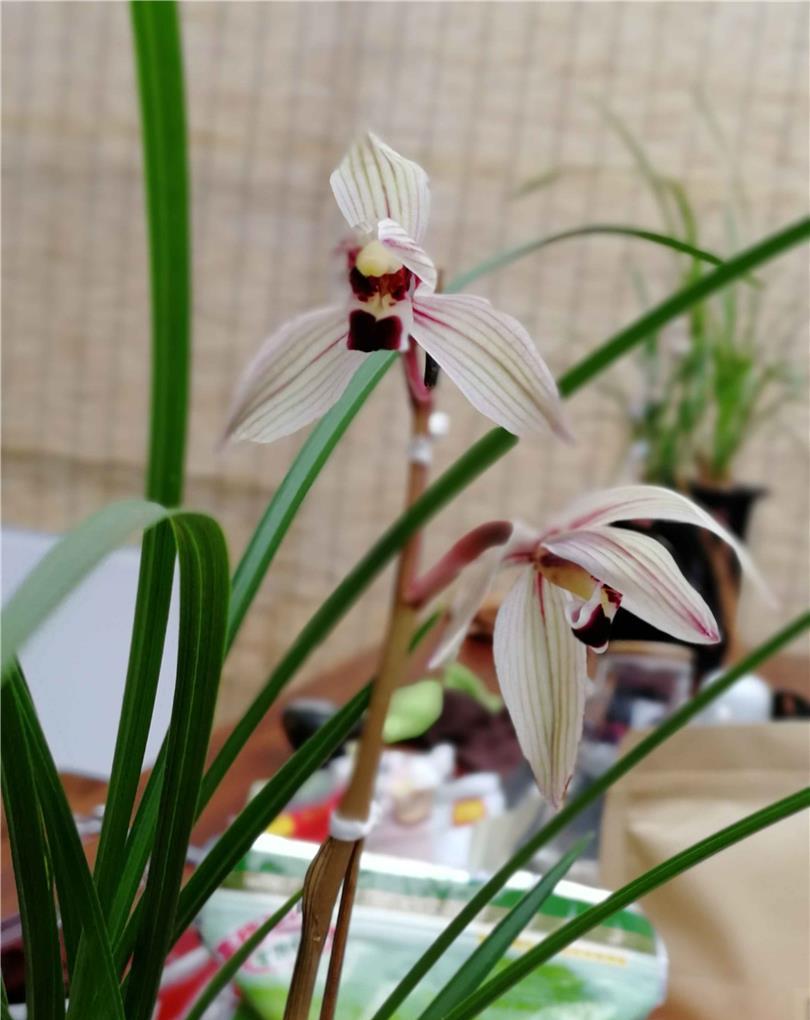 莲瓣兰红舌代表名品"心心相印",心形红舌,极具特色,光彩夺目