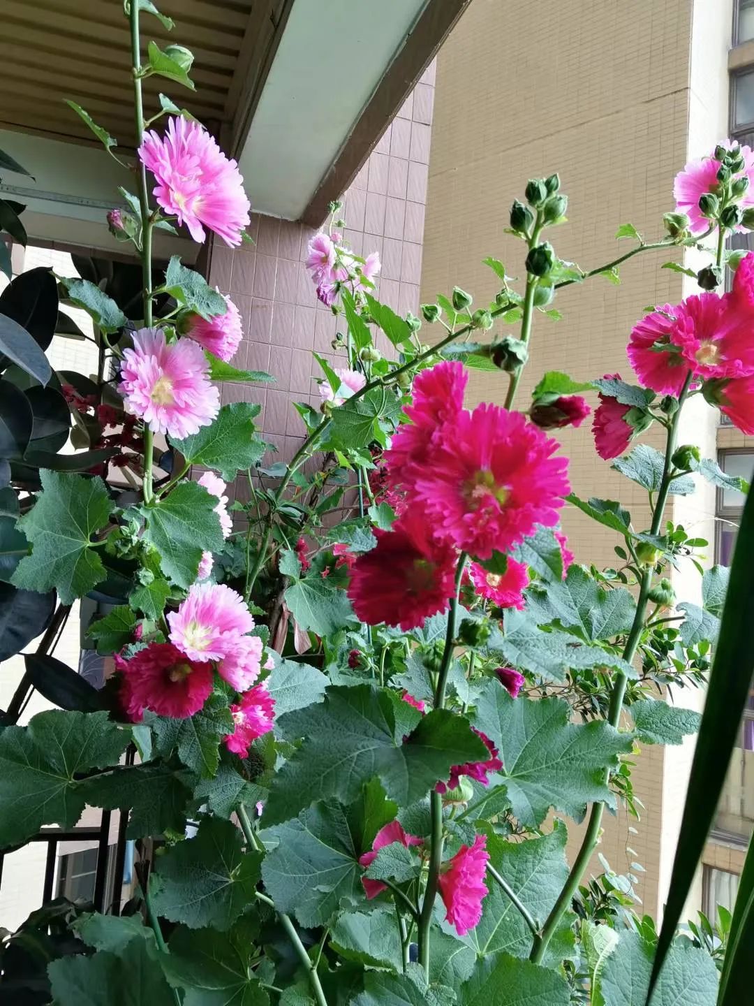 漂亮而易种的芙蓉花,庭院盆栽这样养让人醉美