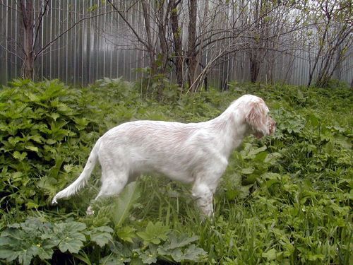 雪达犬黑白图片