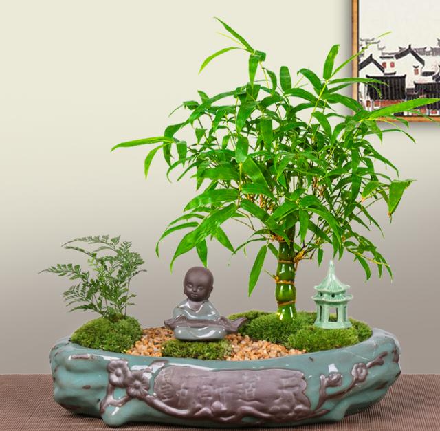 有1种畸形"丑竹子",摇身一变成高端盆景,要比罗汉松还受欢迎