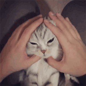 铲屎官搞清楚,在猫咪眼中,你摸头有以下"6种"含义!