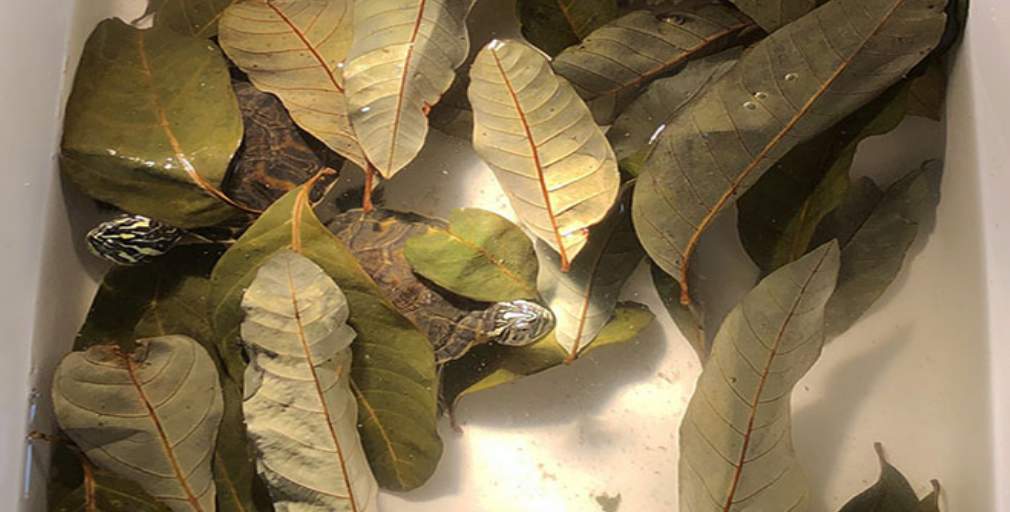 龙眼叶养龟多久换一次?这时间节点你需要知道