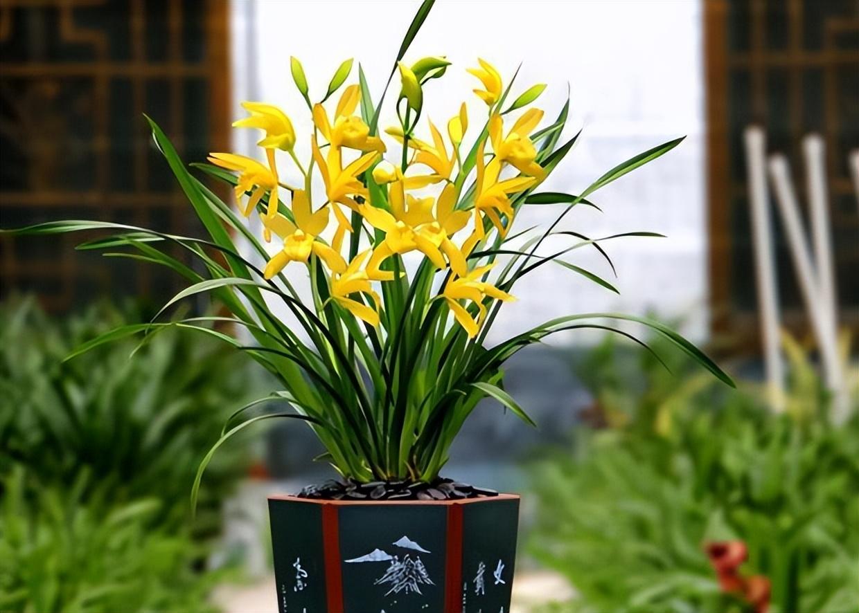 这款"金色"四季兰,端庄大气,兰香扑鼻,家养一盆寓意好