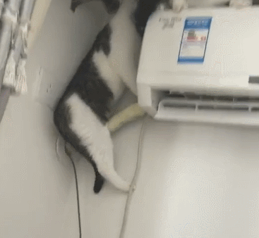一定要把猫咪的窝移进家里面去,因为夏天院子和阳台都直接被阳光照射