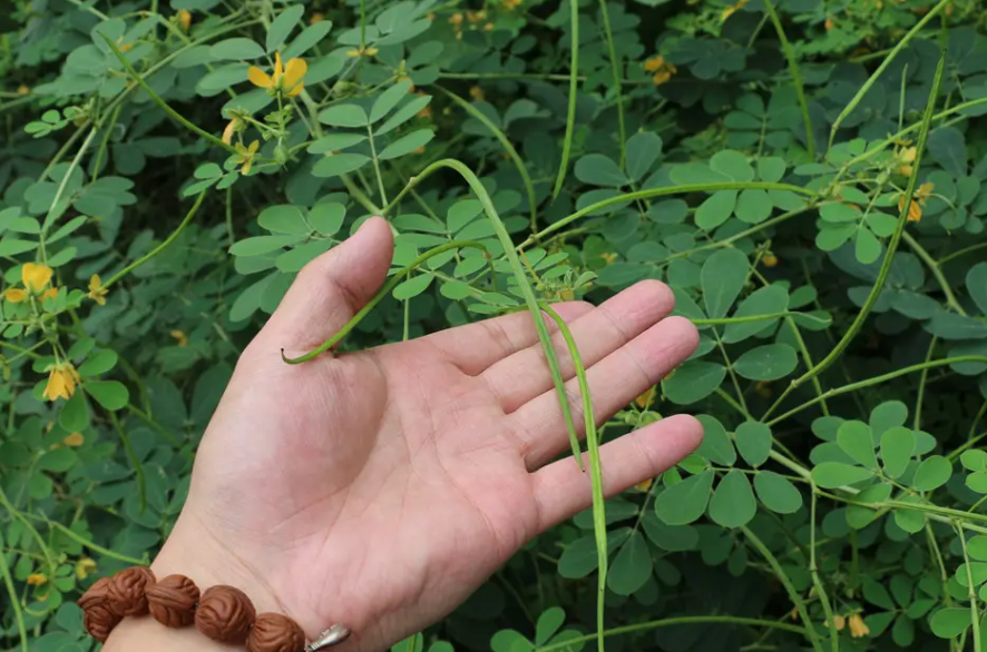 决明子,又称狗屎豆,有3大作用,价值高,农民要了解!