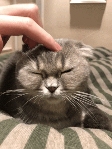 当你摸猫咪头时,在它心里,是这么想的