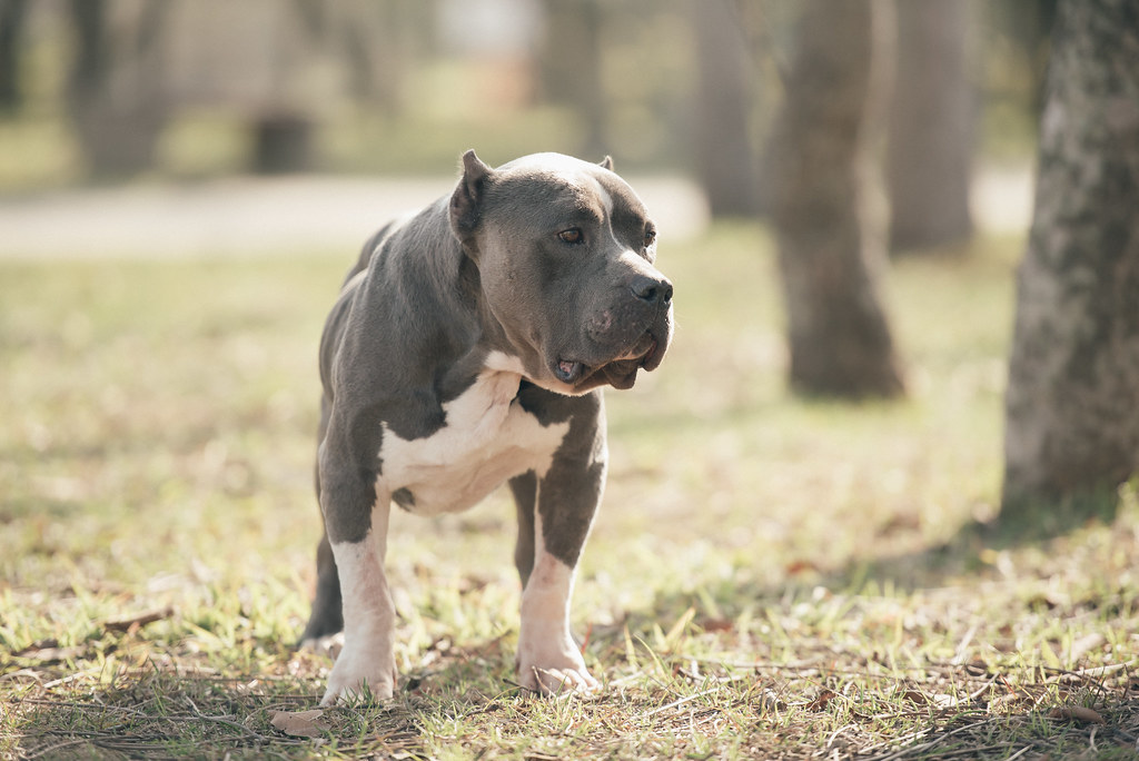 斯塔福犬为什么被禁养?斯塔福犬的寿命