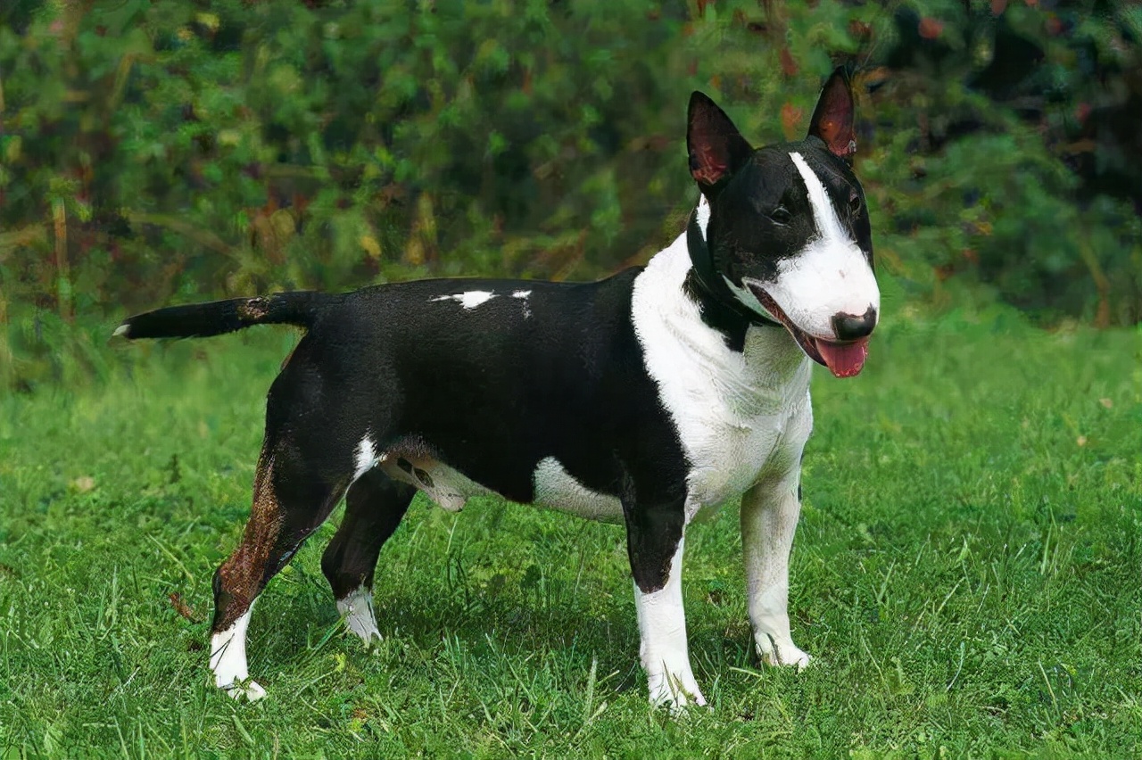 这几种狗别看它体型小,但攻击性强,饲养需注意!