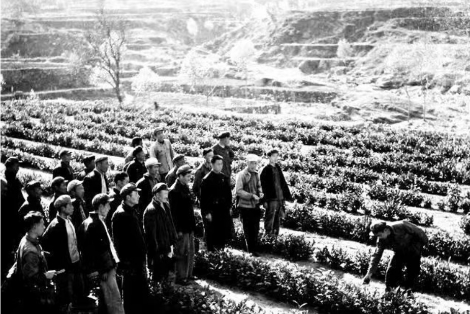 「文化大观」南茶北引东海青,嘉木永春千山翠