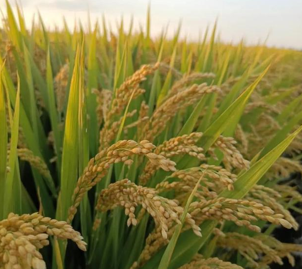 优良食味迟熟中粳稻新品种南粳9036,产量高,品质好,有香味