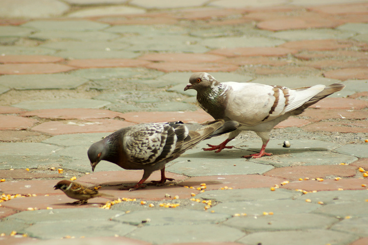 鸽子腿上的蓝色脚环是什么?有什么作用