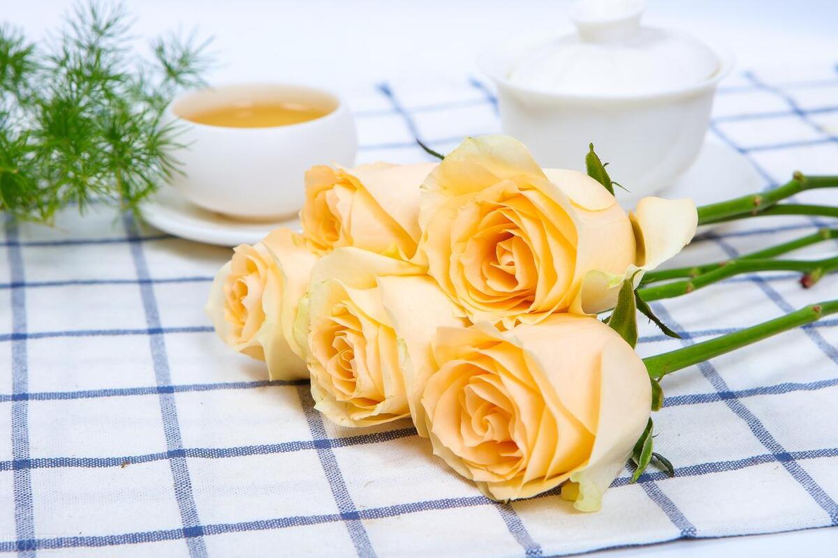 玫瑰花开的唯美句子短句