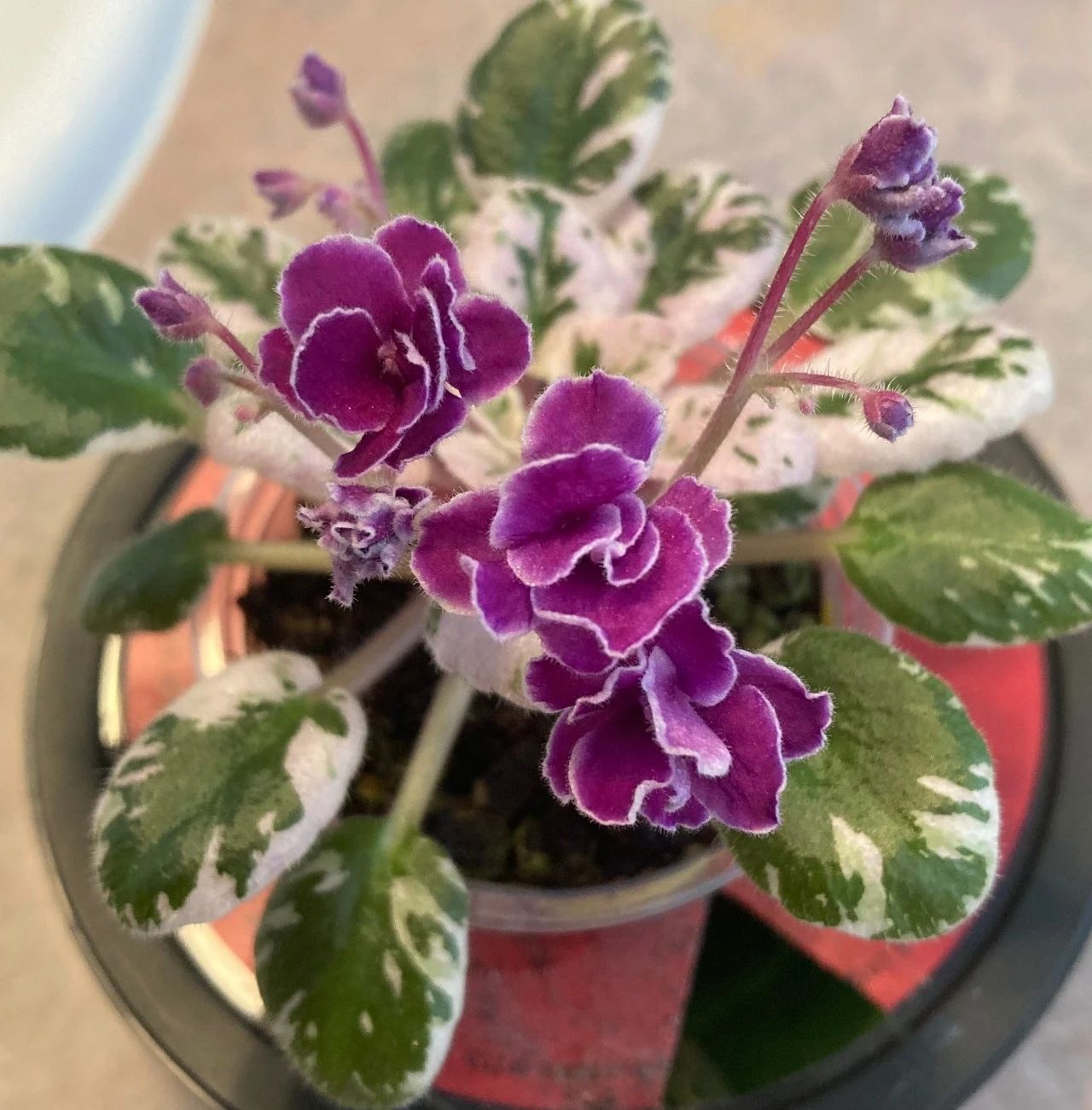 常年开花的耐阴小植物,非洲紫罗兰养窗台边就能开花