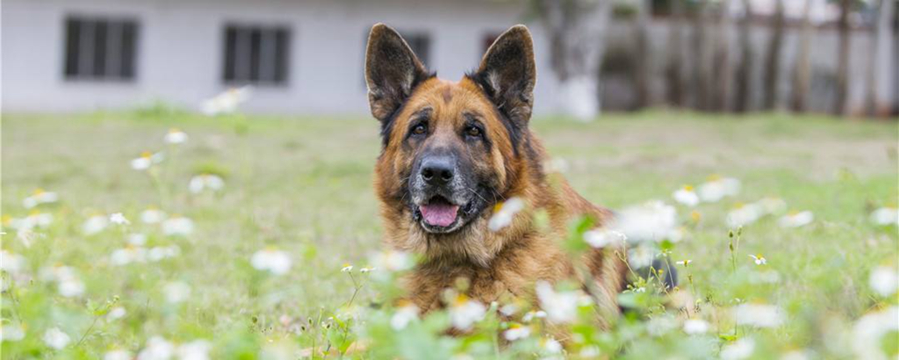 軍犬的品種有哪些?