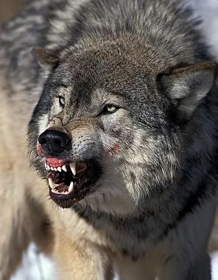 土耳其的国宝级猛犬,土耳其坎高犬,被誉为国家的"外交英雄"?