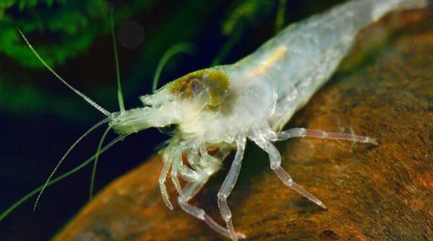生活在450℃海底热泉旁的大虾,数量惊人,能拿来下火锅吗?