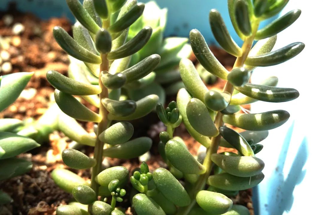 《咸鱼修仙有点闲》《明宫小食光》《学习使我暴富》