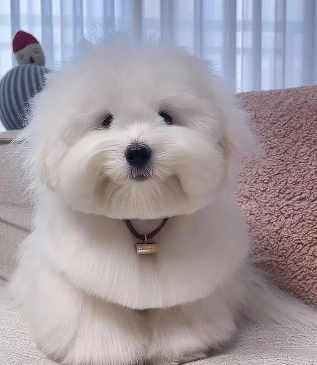 对不起,我迷恋上了"棉花面纱犬",它真的太可爱了