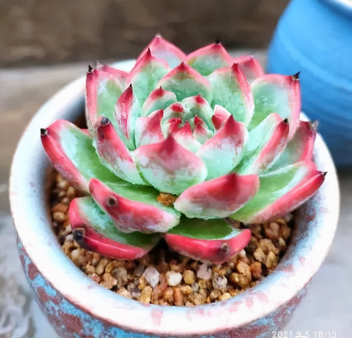 深秋,经典的必藏多肉品种——吉娃娃,越来越美了