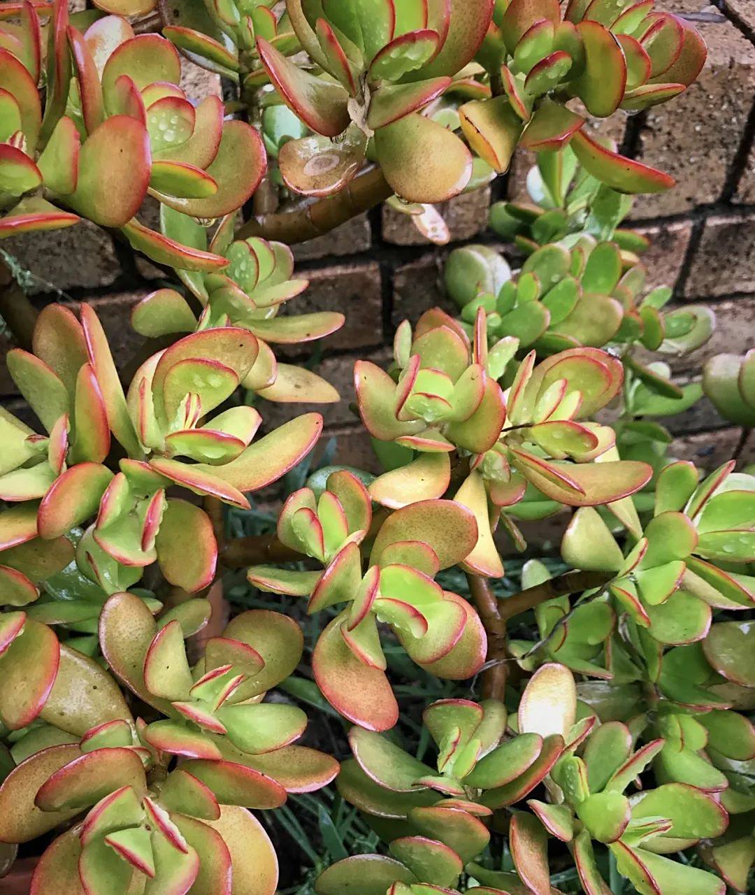 玉树黄叶烂根的原因主要是水分过多,光照不足和肥料过量.