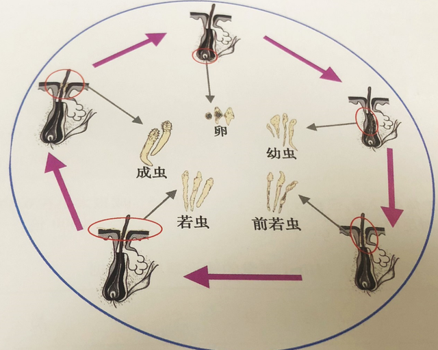 晒被子后有"太阳味",源于被烤焦的螨虫?听听科学家是怎么说的