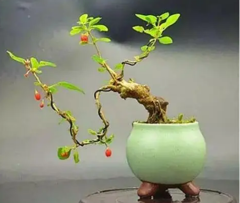 枸杞盆栽养殖方法和注意事项