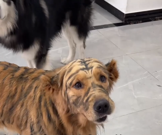 浙江主人用毛笔给金毛"纹身"老虎模样,网友:还好意思出门吗?