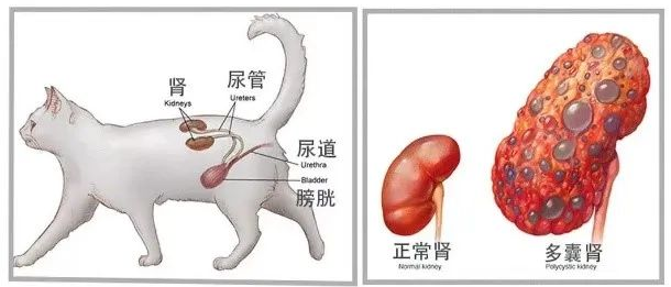 熙熙科普|让无数养猫人困扰的「多囊肾」到底是什么?