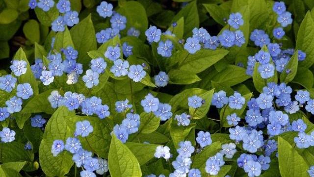 盆栽"忽忘我"怎么养,做好这三个步骤, 绽放繁星群花