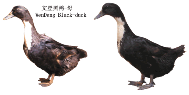 黑色绒毛的小鸭子是什么品种?