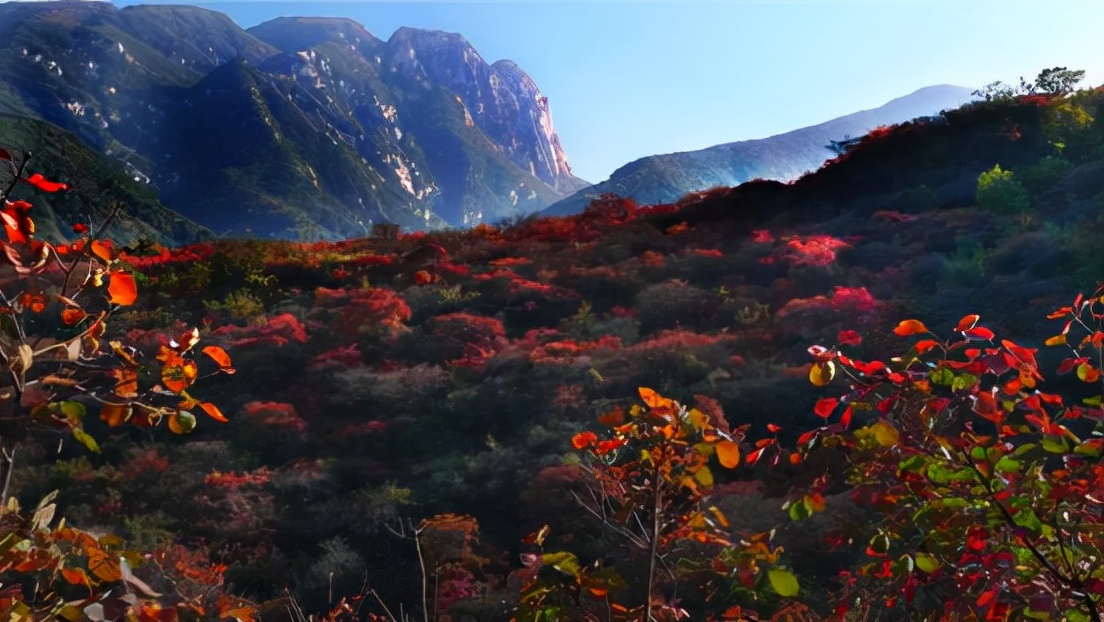 自驾游河南,赏遍中原红叶,趁免票,赶紧去这6个最美景区