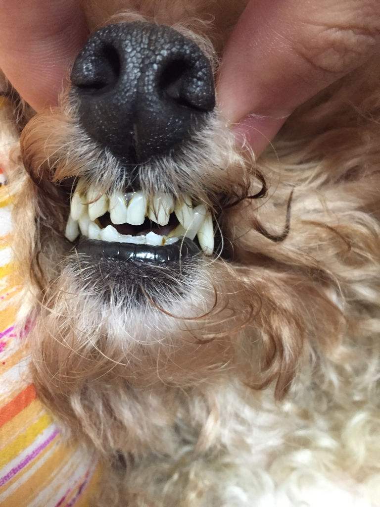 狗的臼齿图片