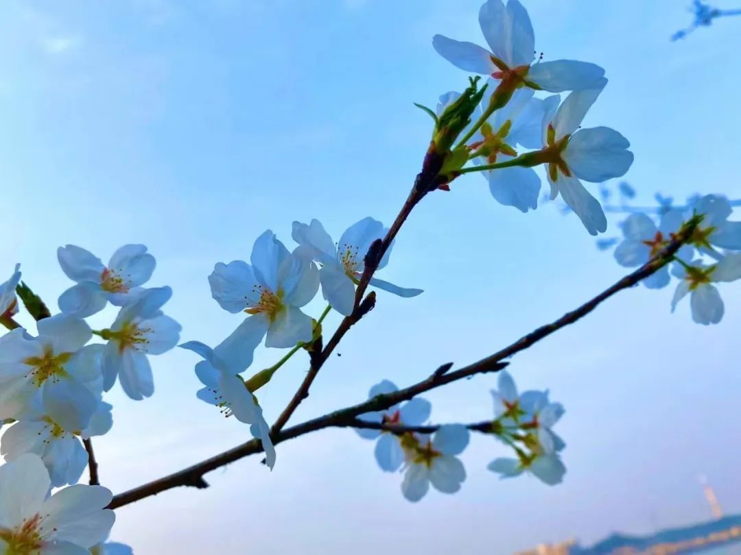 好美團城山公園櫻花開啦