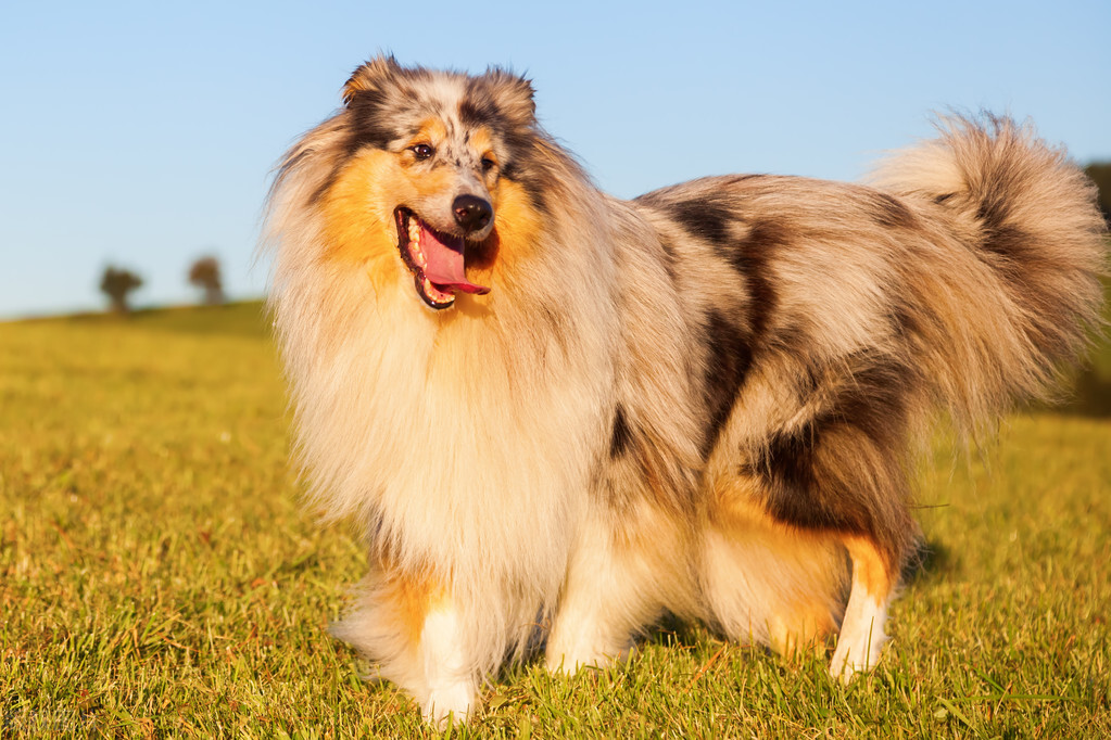 柯利犬:农场上的宠儿,城市中的狂欢者!