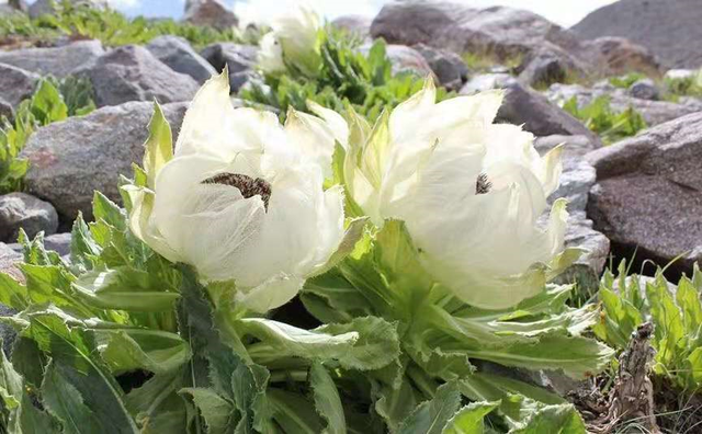 隐匿于皑皑雪山,身价不菲的高山雪莲竟有如此强大的美白功效!