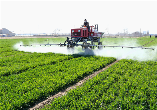青贮大麦中后期田间管理技术